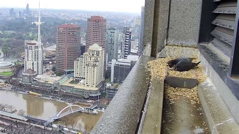 Watch Collins Street's peregrine falcons on livestream .